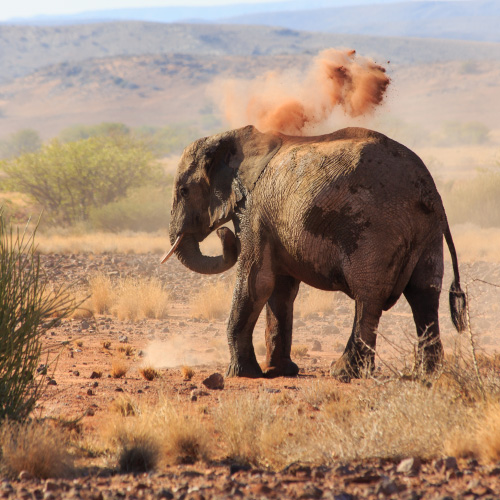 Elephant Dust in Namibia / Damaraland