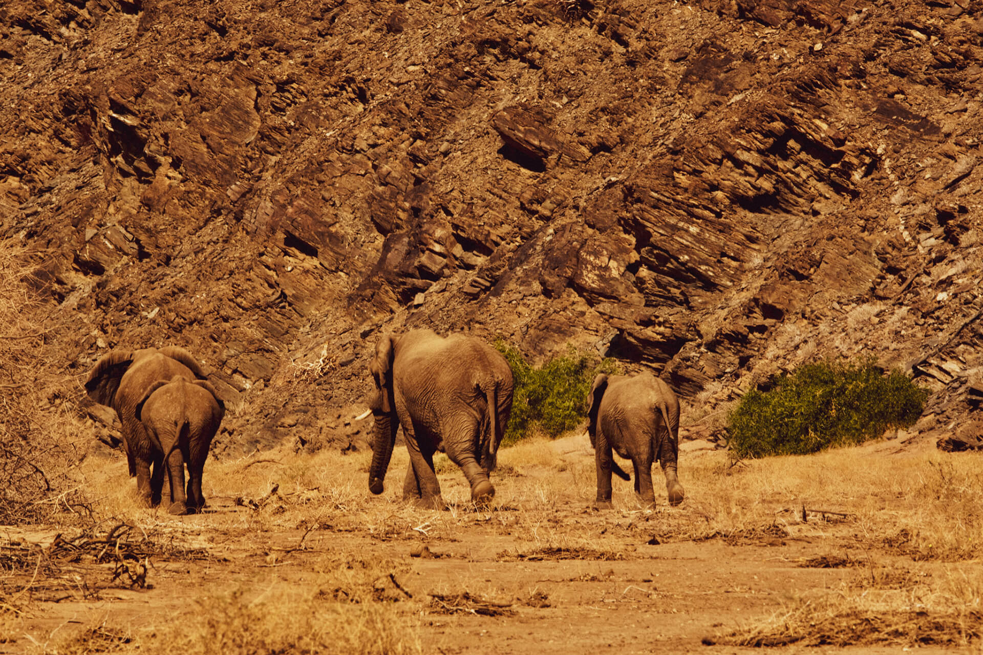Namibian Bushelephants Brandberg