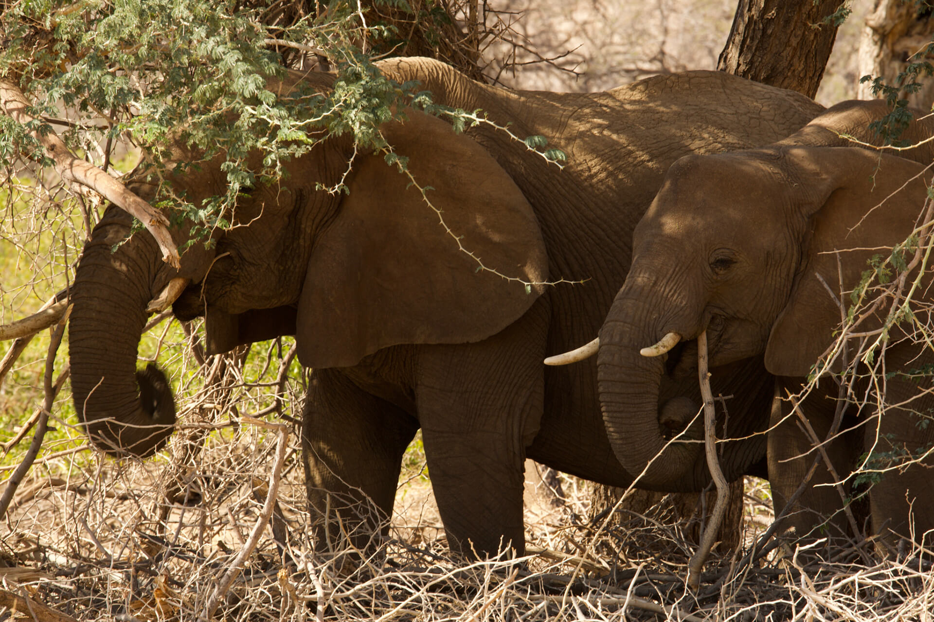 Namibian Bushelephants