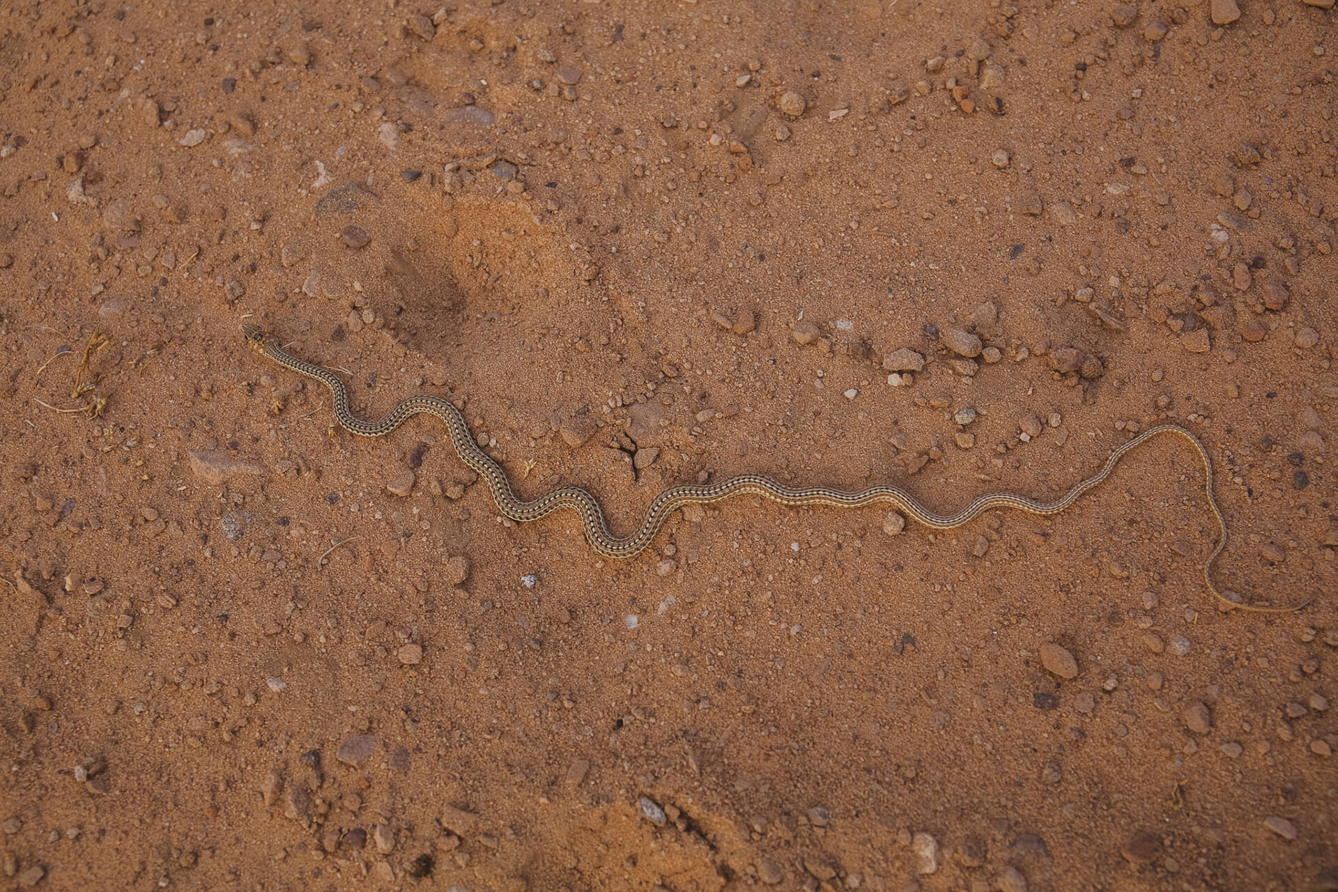 Snake Namibia
