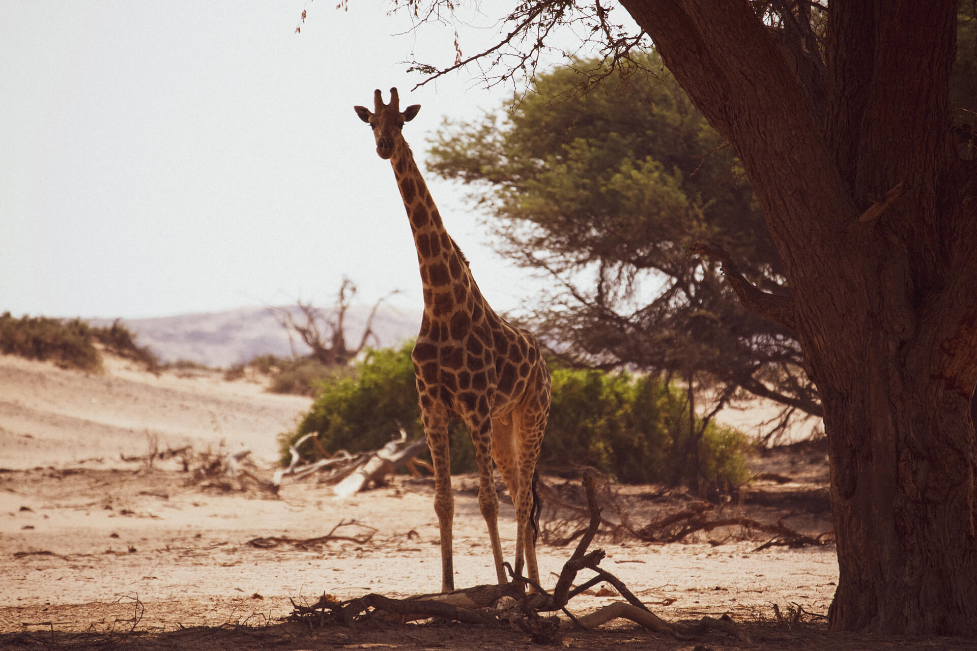 Giraffe Damaraland / Namibia