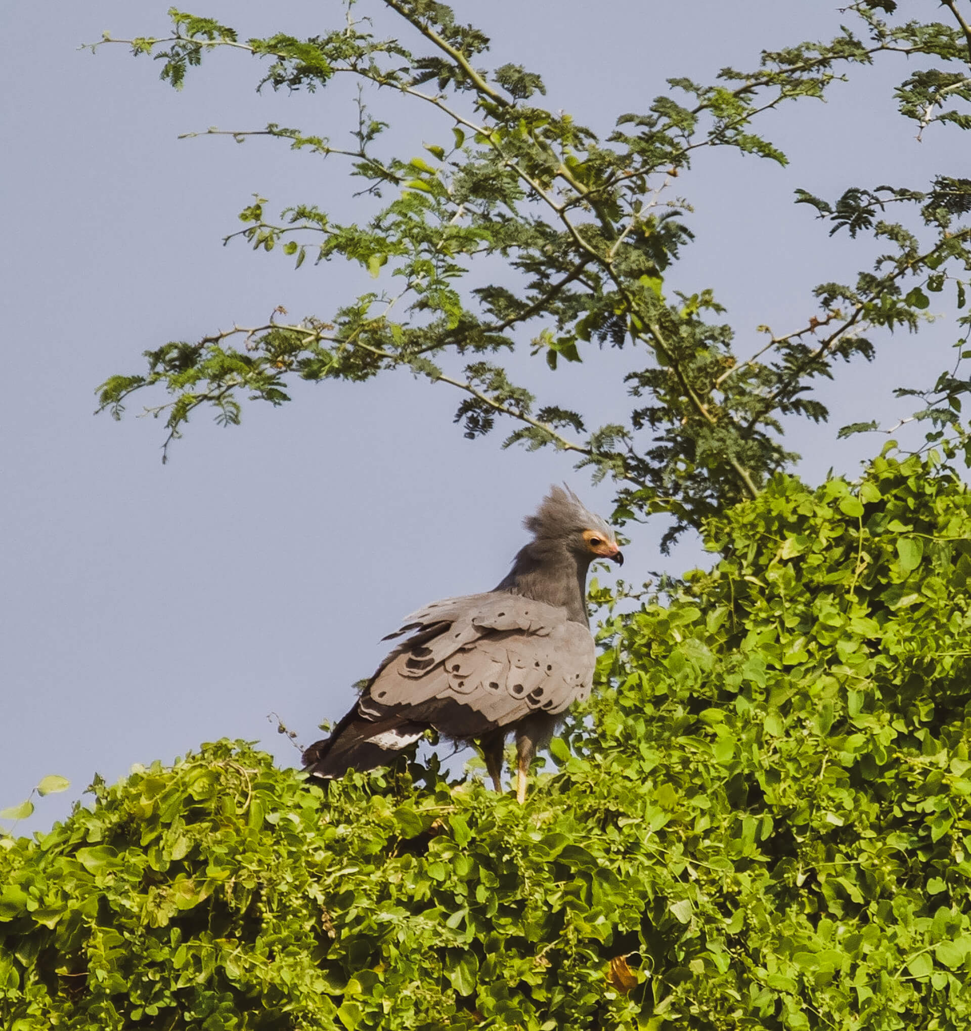 Hawk at Epupa / Namibia
