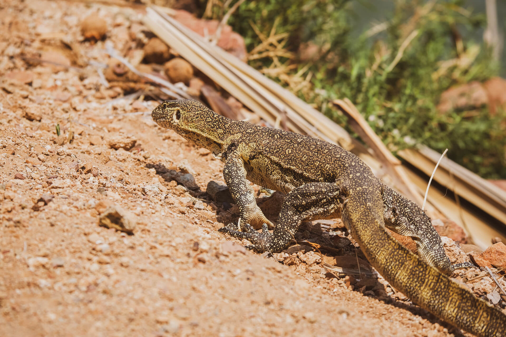 Lizard Namibia