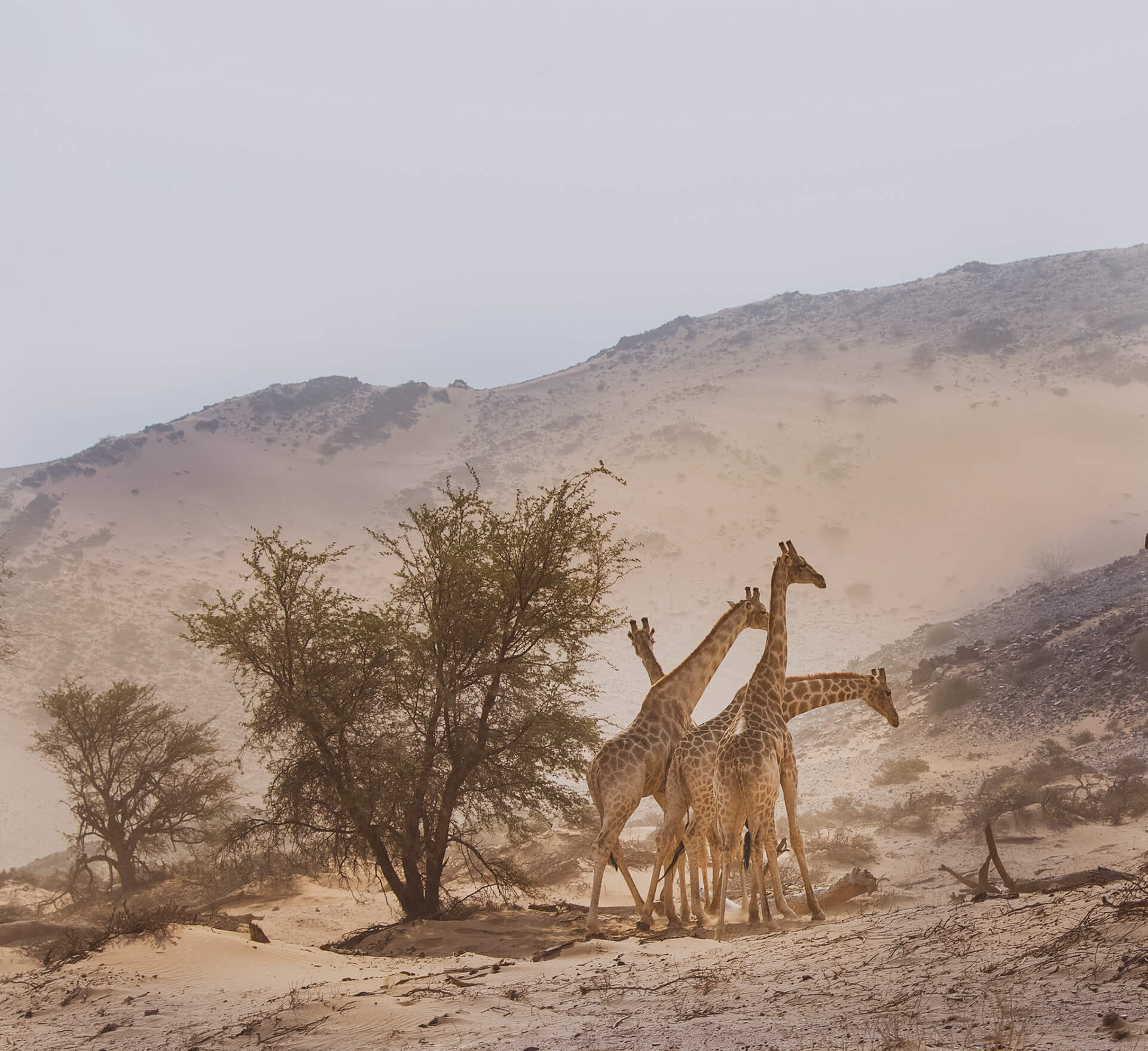 Giraffes at Brandberg / Damaraland