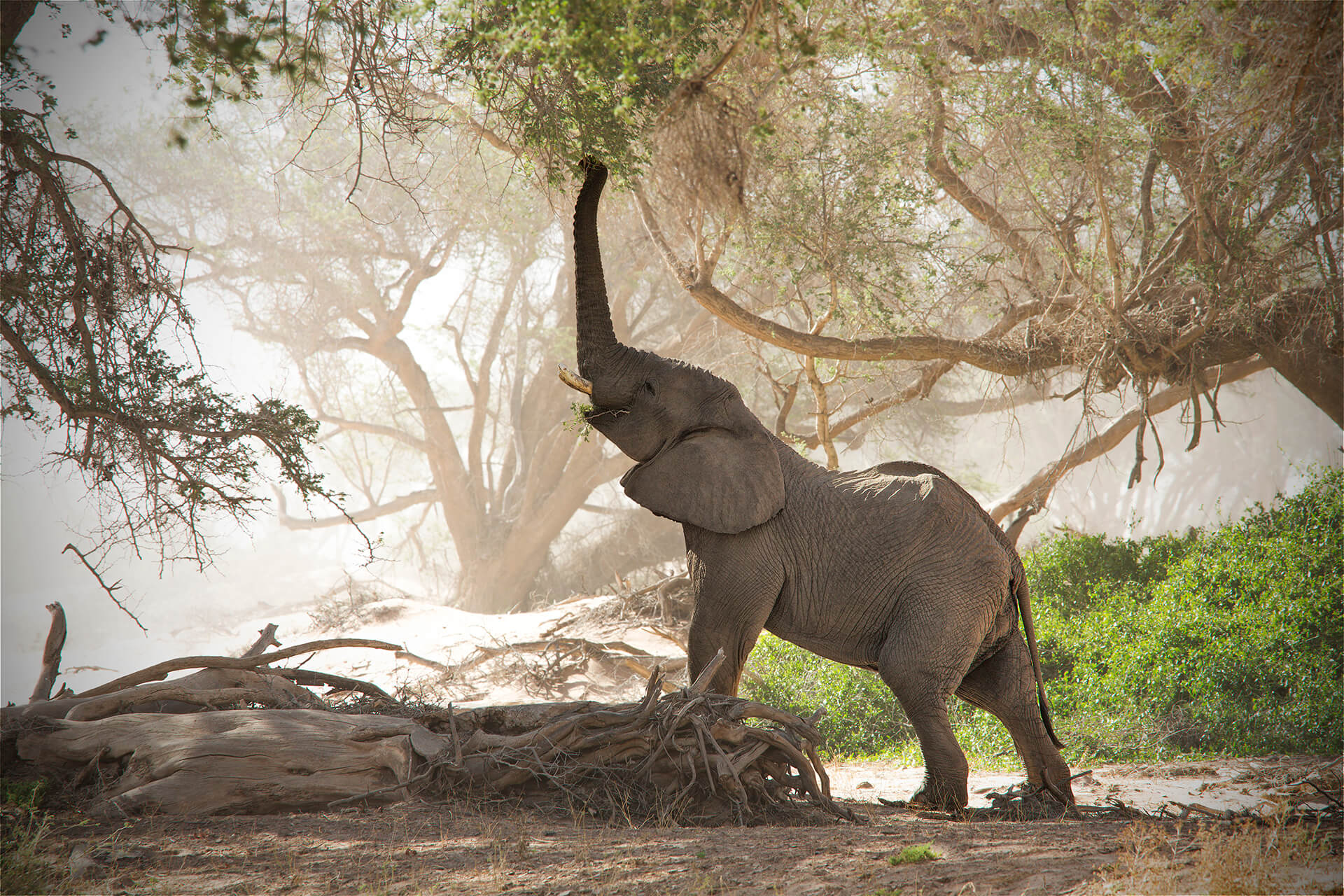Aphrican Elephant Namibia